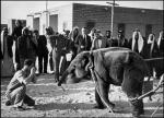 The first elephant in Kuwait for the new zoo 1952