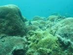 الشعاب المرجانية فى عريفجان