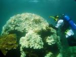 Our corals are bleaching - part 1 - kuwait dive team